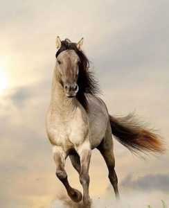Mustang Horse açıklaması