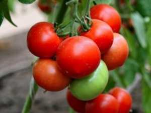 Nepas çeşit domateslerin özellikleri