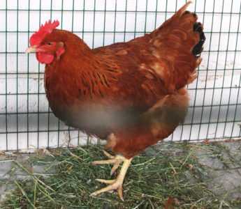 New Hampshire Chickens açıklaması