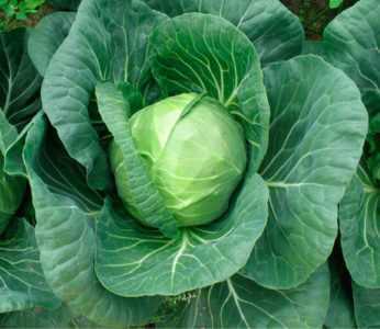 Nozomi cabbage f1 açıklaması