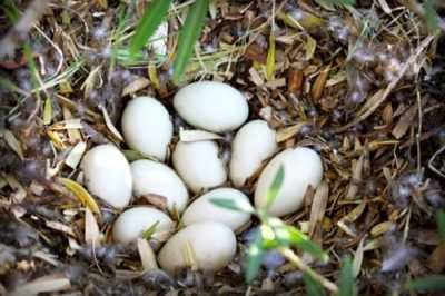 Ördek yumurtası nasıl inkübe edilir