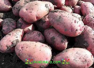 Patates çeşidinin özellikleri Alladin