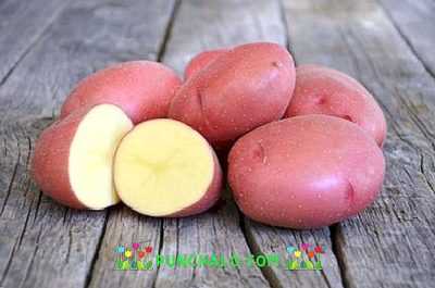 Patates çeşidinin özellikleri Irbitsky