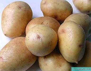 Patates Çeşitleri Volat