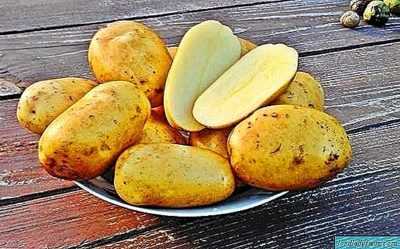 Patates çeşitlerinin özellikleri Crohn