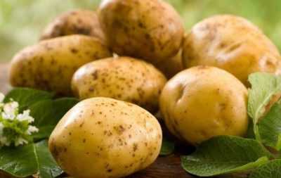 Patates çeşitlerinin özellikleri Zekura