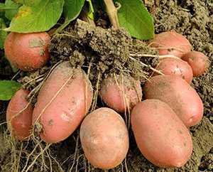 Patates çeşitlerinin özellikleri Zhukovsky (erken)