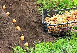 Patates dikimi için önerilen toprak sıcaklığı