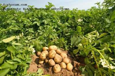 Patates ekerken toprağı beslemek için ne gübre