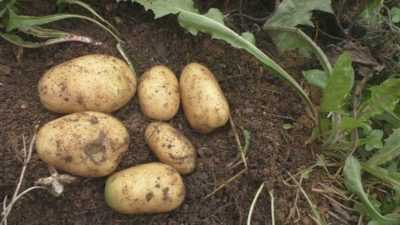 Patates için siderata nasıl seçilir