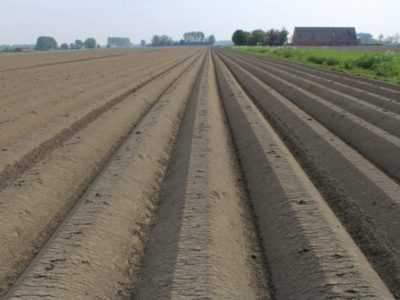 Patates için toprak hazırlama kuralları