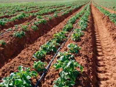 Patates yetiştiriciliği teknolojisi ve özellikleri