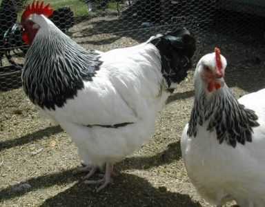 Popüler tavuk yumurta ırkları