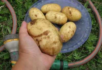 Potato Colette tanımlaması