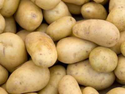 Potato Svitanok Kiev Açıklaması