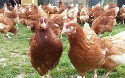 Rhodonite tavuklarının özellikleri