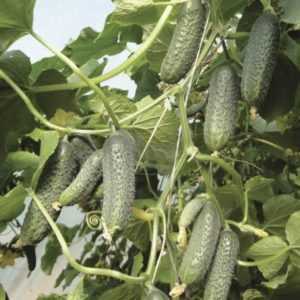Salatalık çeşitleri Kibria açıklaması