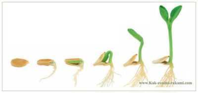 Salatalık tohumları için ıslatma kuralları