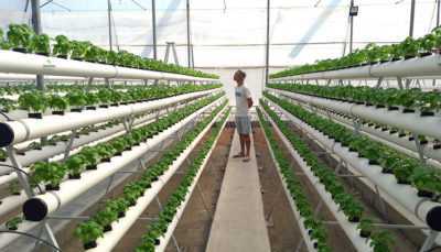 Salatalık yetiştirmek için hidroponik kullanımı