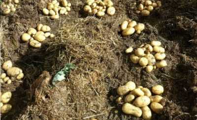 Saman altında patates dikmenin ana yöntemleri