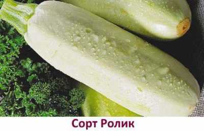 Sebze iliği Gribovsky 37 farklı özellikleri