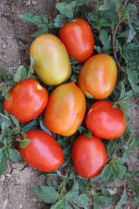 Şekilli domates çeşitleri