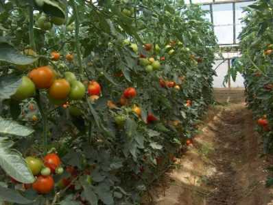 Seralarda domates bağlama kuralları