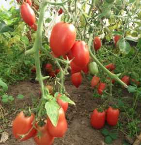 Sibirya domates çeşitleri çeşitleri