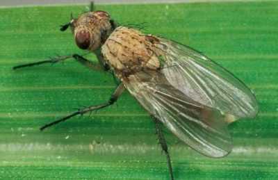 Soğan sineği kontrol yöntemleri