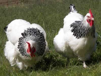 Sussex Chicken - Nadir bir İngiliz ırkı