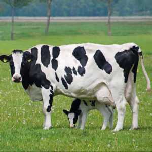 Süt Holstein ineklerin cins
