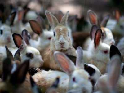 Tavşanlar, çeşitleri ve yaşam tarzı