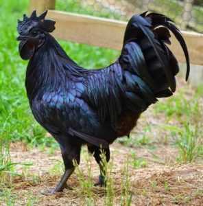 Tavuk ırkı Ayam Tsemani