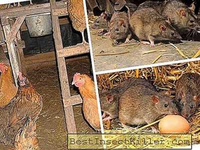 Tavuk kümesindeki sıçanlardan nasıl kurtulur ve tavukları öldürmez