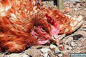 Tavuk ve tavuk pullorozunun saptanması ve tedavisi