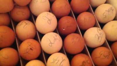 Tavuk Yumurtası Ovoskopi Süreci