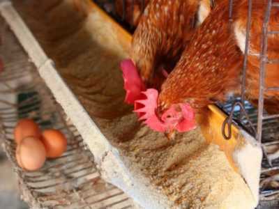 Tavuklar için kemik ve et ve kemik unu dozu nasıl hesaplanır