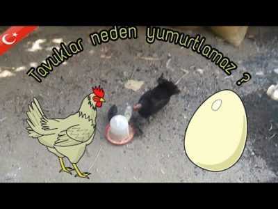 Tavuklar neden yumurtaları gagalar ve onunla nasıl başa çıkılır?