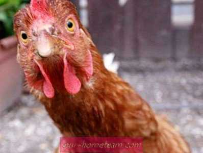 Tavuklar ve horozlar neden kana kadar birbirlerini gagalarlar?