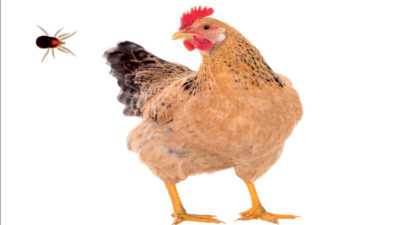 Tavuklarda bitlerden nasıl kurtulur