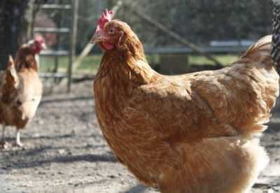 Tavuklarda solucanları tedavi etme belirtileri ve yöntemleri