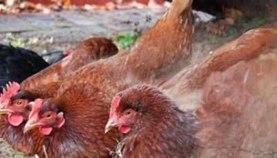 Tavuklarda tüylerin nedenleri ve tedavi yöntemleri