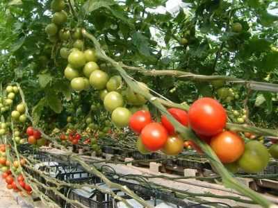 Topraksız büyüyen domates fideleri