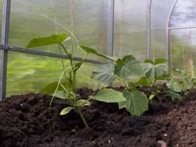 Urallarda salatalık yetiştirme prensibi