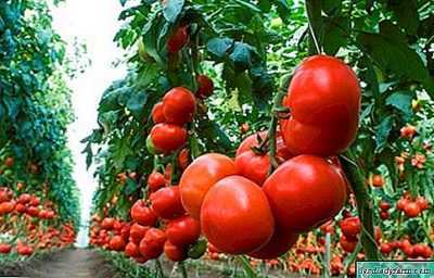 Verlioca domates çeşidi