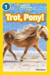 Welsh Pony Açıklama
