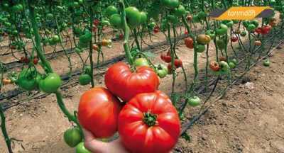 Yağmurdan sonra domates nasıl ve nasıl püskürtülür