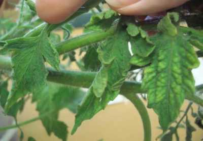 Yapraklar neden domates fidelerinin etrafında bükülür?