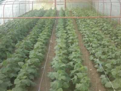Yaz salatalık ekimi için kurallar
