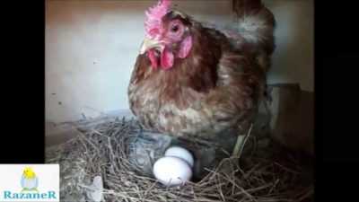 Yumurtlayan tavukların yumurtlama süresi